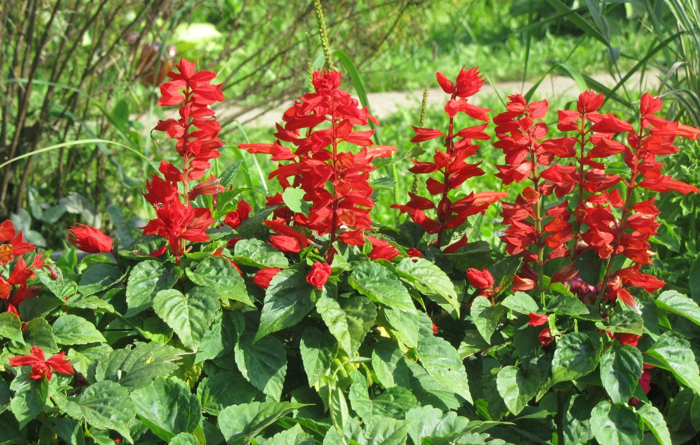 9月に咲く花:サルビア