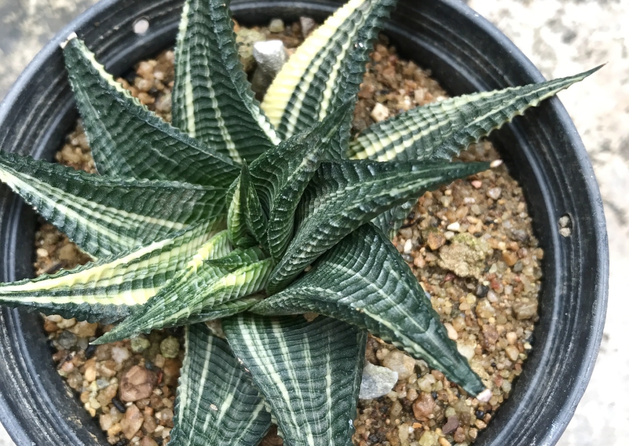 サンスベリアってどんな植物?