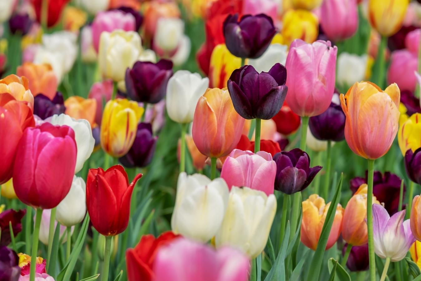 4月に咲く花:チューリップ