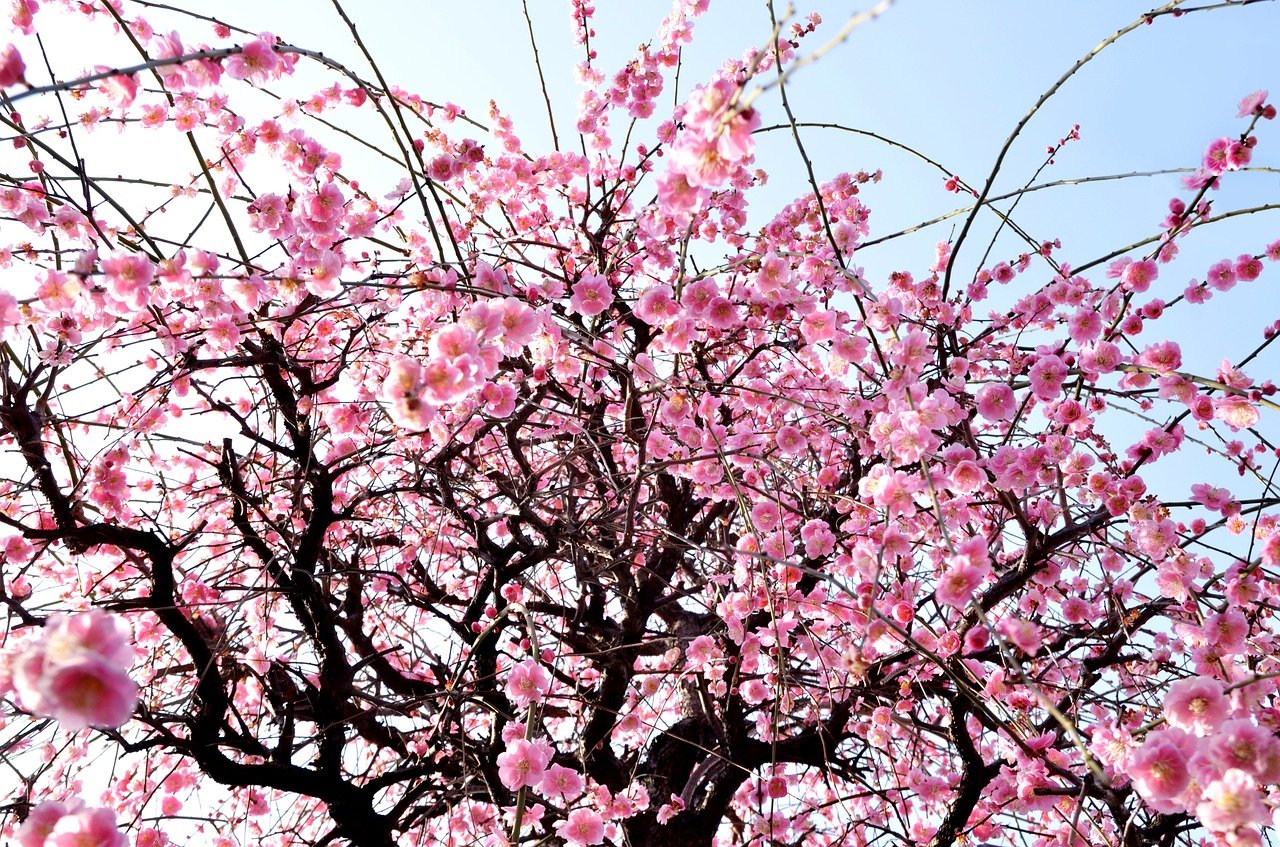 桜 サクラ の花言葉 種類別 英語の意味や由来 怖い意味もある Hanasaku