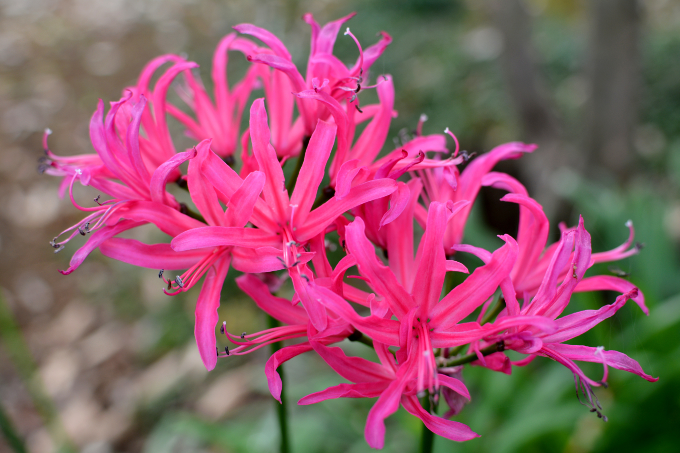 10月に咲く花:ネリネ