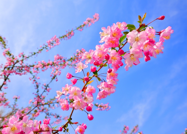 4月8日の誕生花 花言葉の由来 誕生日の有名人 何の日かも解説 Hanasaku