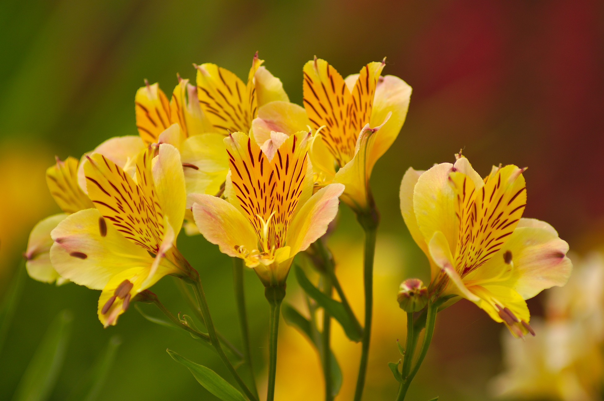 紫陽花 アジサイ の花言葉と由来 色 種類別 英語の意味 花の特徴は Hanasaku