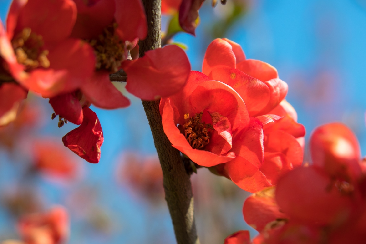 カリン(花梨)の花言葉の意味・由来|花の特徴や種類・誕生花も紹介 | HanaSaku