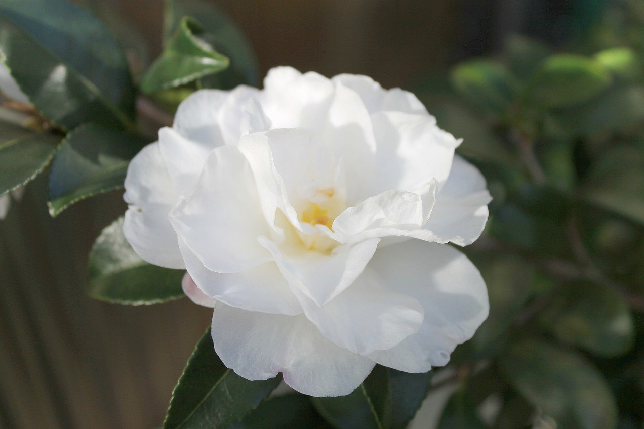 ナツツバキ 夏椿 の花言葉 花名の由来や別名は 沙羅双樹とは違う花 Hanasaku