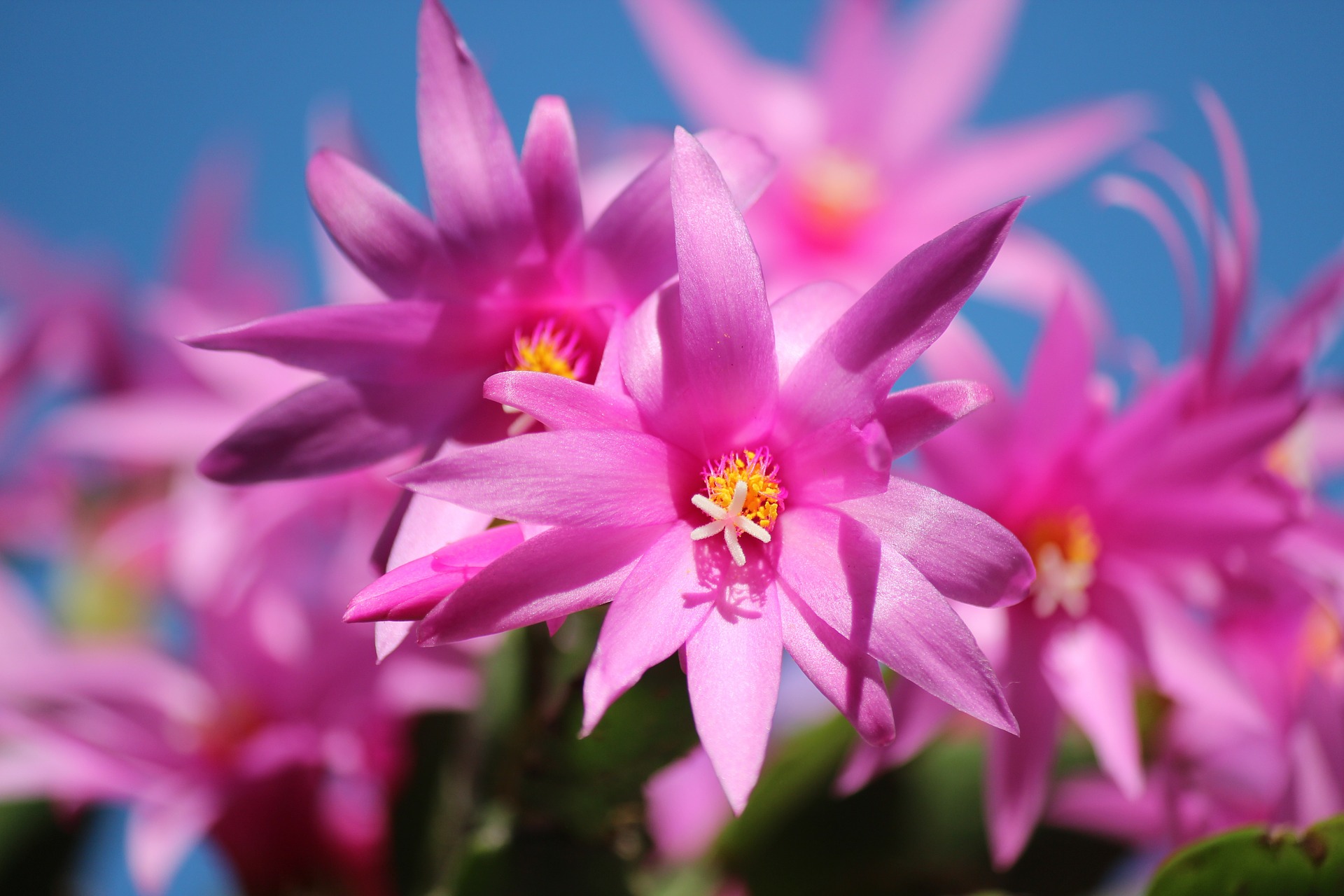 シャコバサボテンの花言葉の意味 由来 花の特徴や種類 誕生花も紹介 Hanasaku