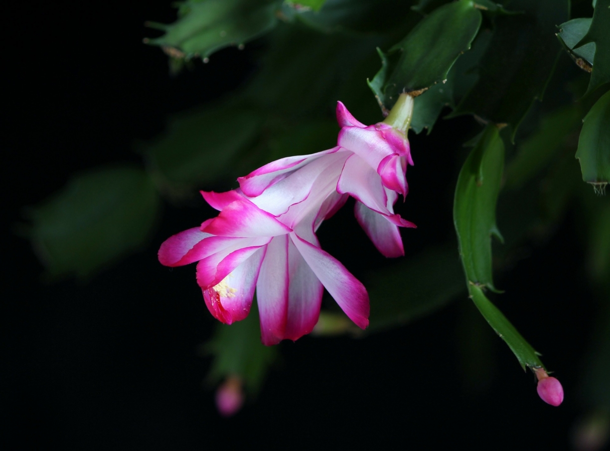シャコバサボテンの花言葉の意味 由来 花の特徴や種類 誕生花も紹介 Hanasaku