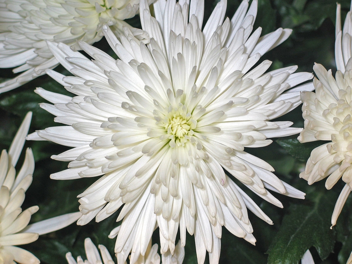10月に咲く花:キク
