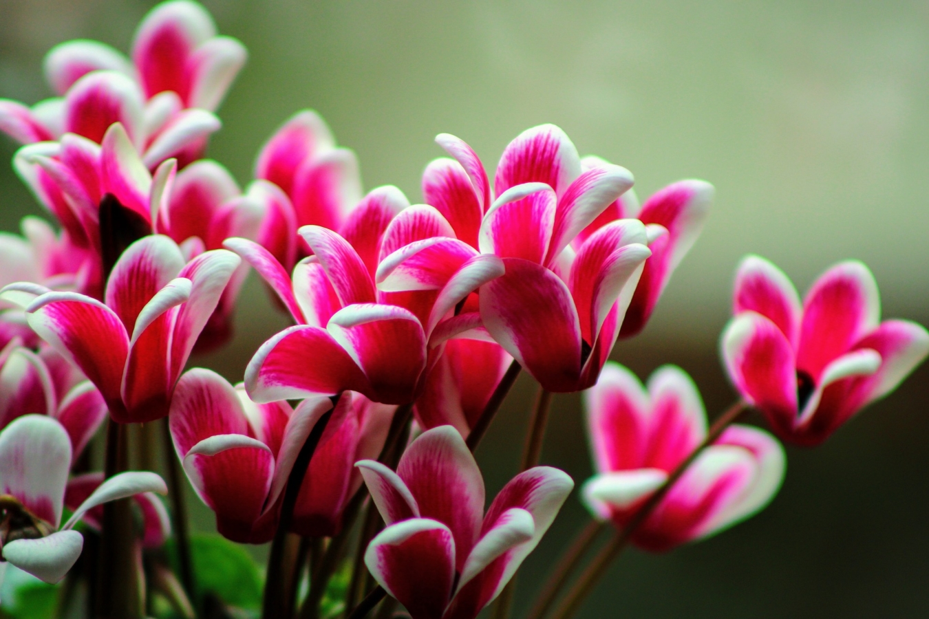 シクラメンの花言葉 由来 色別の意味や誕生花 怖い意味もある Hanasaku