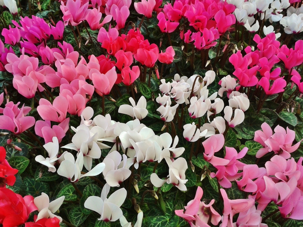 シクラメンの花言葉 由来 色別の意味や誕生花 怖い意味もある Hanasaku