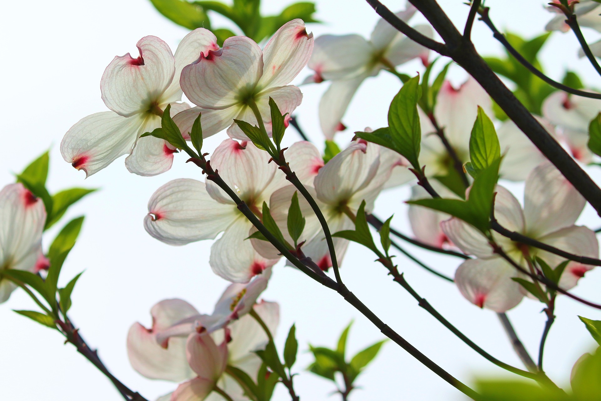 サンザシ 山査子 の花言葉の意味 由来 花の特徴や種類 誕生花も Hanasaku