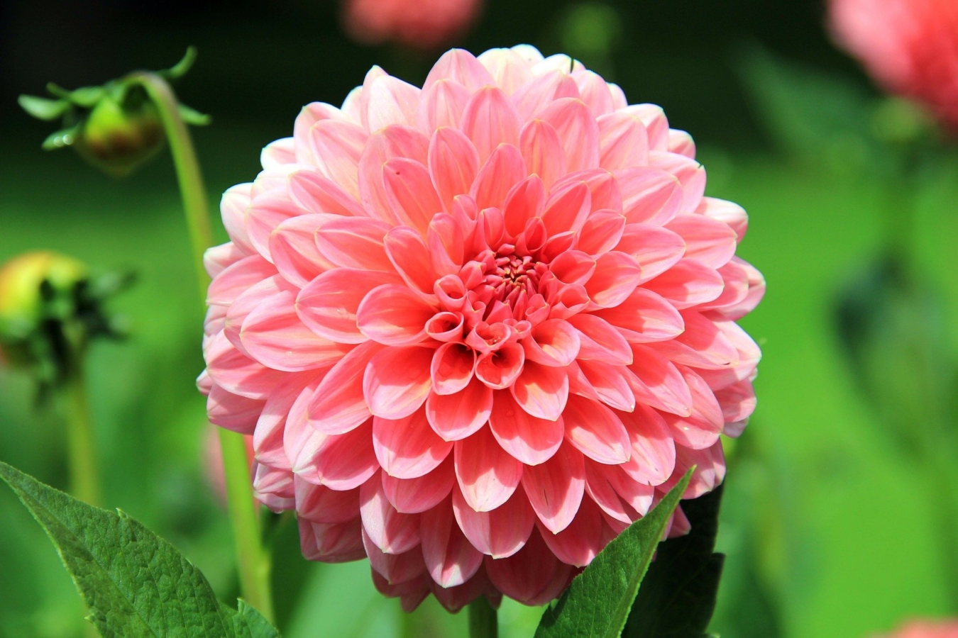 7月に咲く花一覧 ガーデニングで人気の品種の特徴や花言葉も紹介 Hanasaku