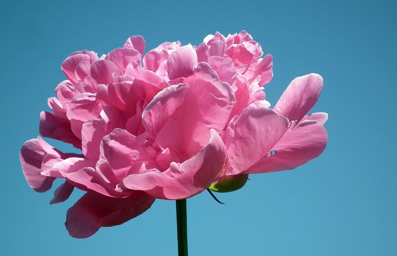 芍薬 シャクヤク の花言葉 種類 色別の意味や英語名 花名の由来 Hanasaku