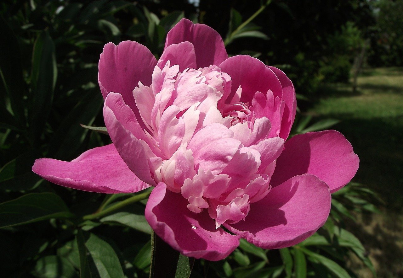 芍薬 シャクヤク の花言葉 種類 色別の意味や英語名 花名の由来 Hanasaku