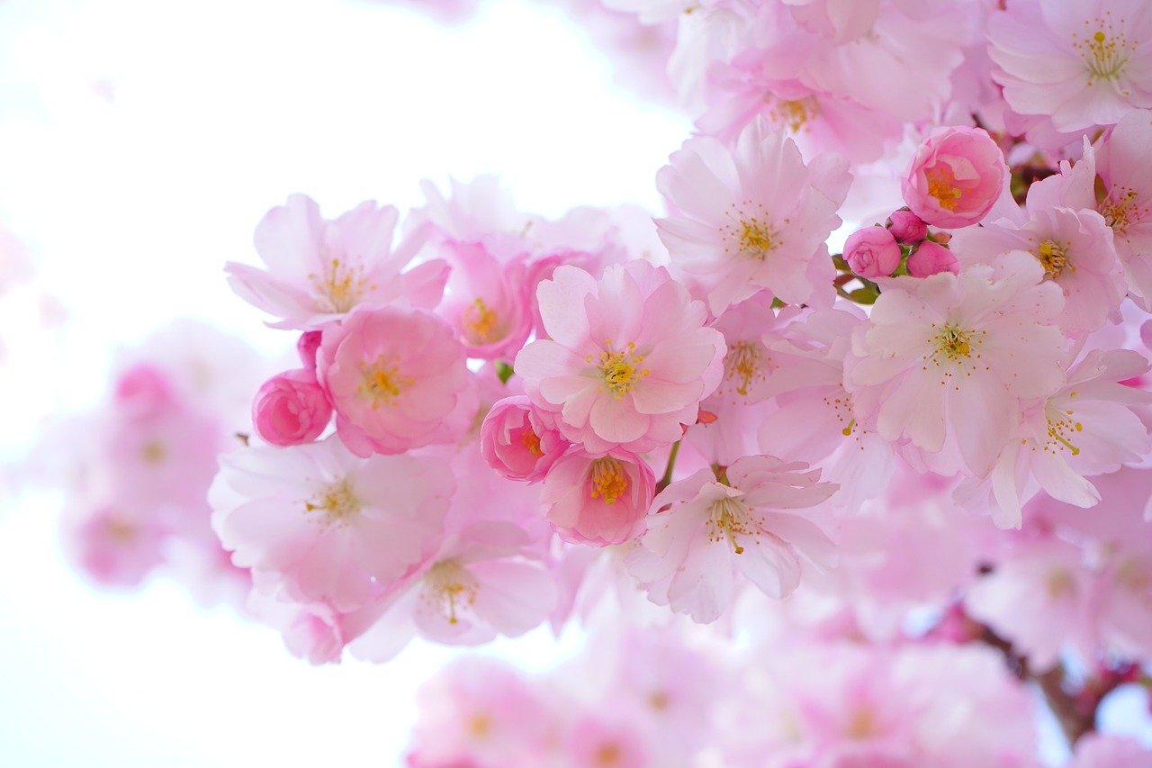 4月2日の誕生花 花言葉の由来 誕生日の有名人 何の日かも解説 Hanasaku