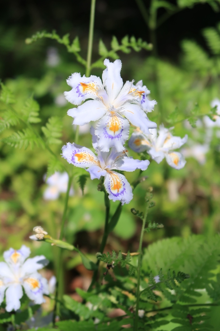 シャガ(著莪)の花言葉の意味・由来|花の特徴や種類・誕生花も紹介 | HanaSaku