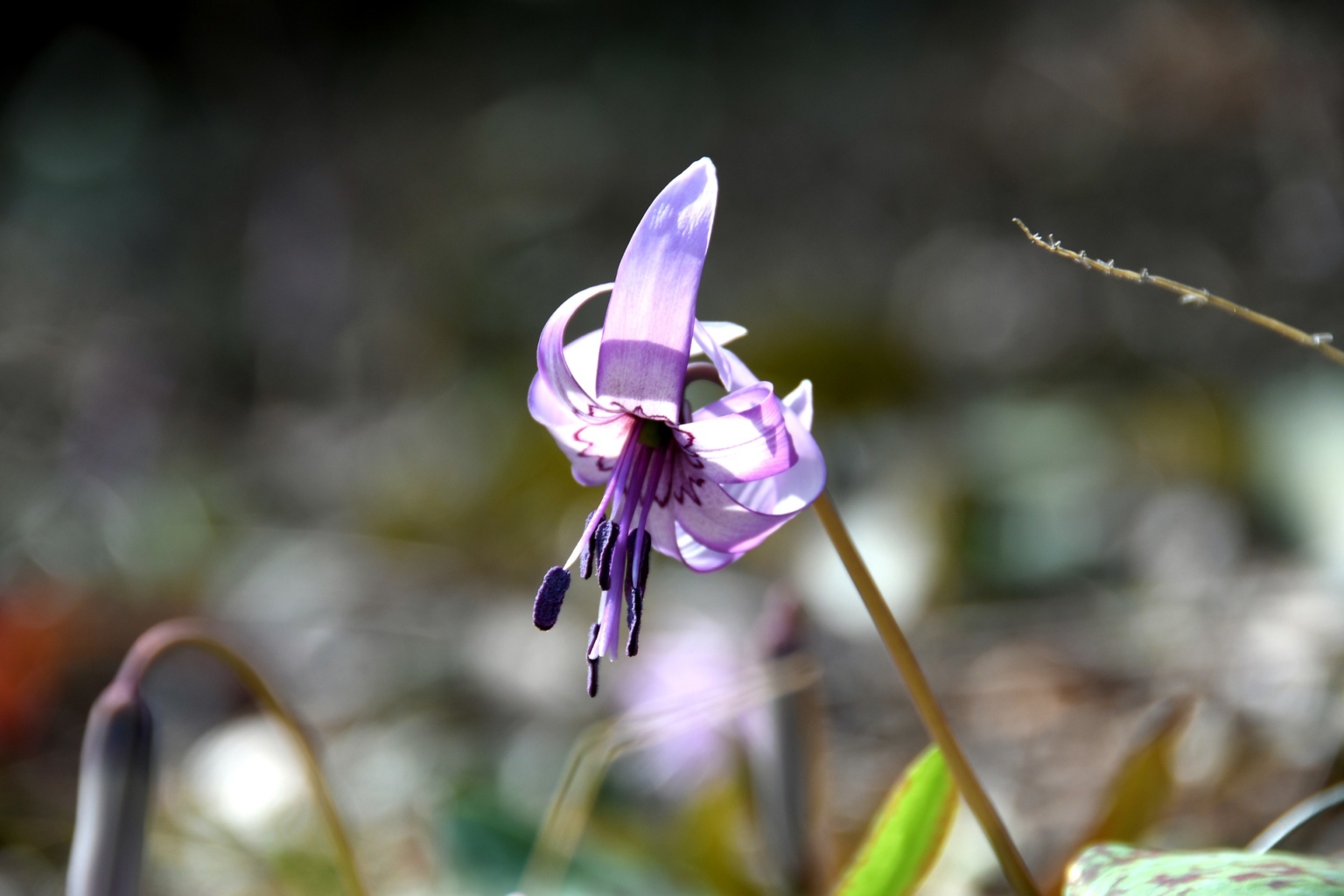 カタクリ(片栗)の花言葉・由来|花の特徴や誕生花は?怖い意味も? | HanaSaku