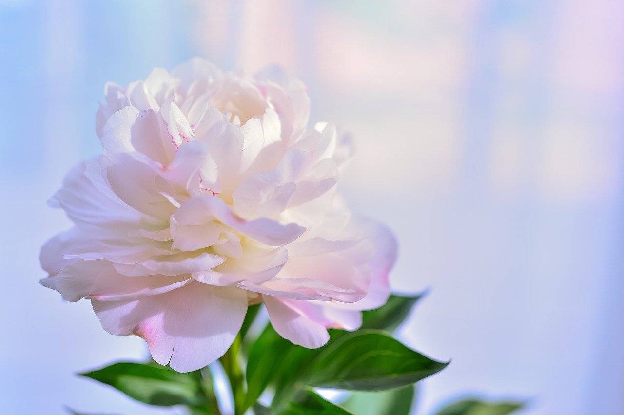 カリン 花梨 の花言葉の意味 由来 花の特徴や種類 誕生花も紹介 Hanasaku