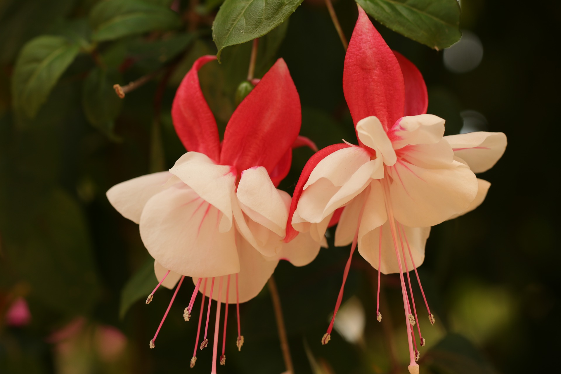 ナツツバキ 夏椿 の花言葉 花名の由来や別名は 沙羅双樹とは違う花 Hanasaku