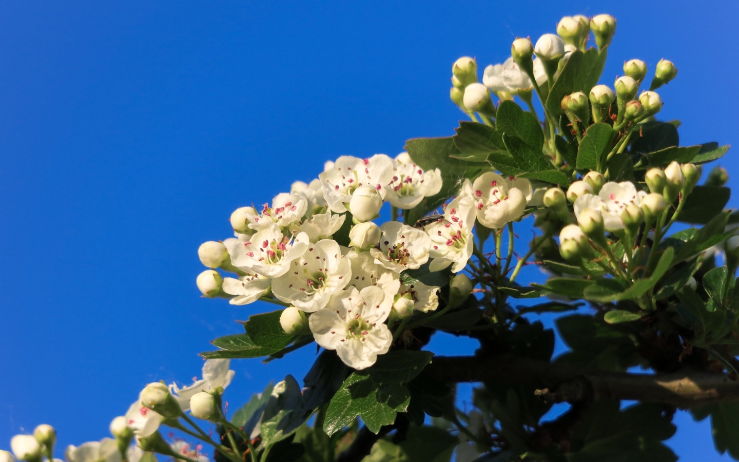 サンザシ 山査子 の花言葉の意味 由来 花の特徴や種類 誕生花も Hanasaku