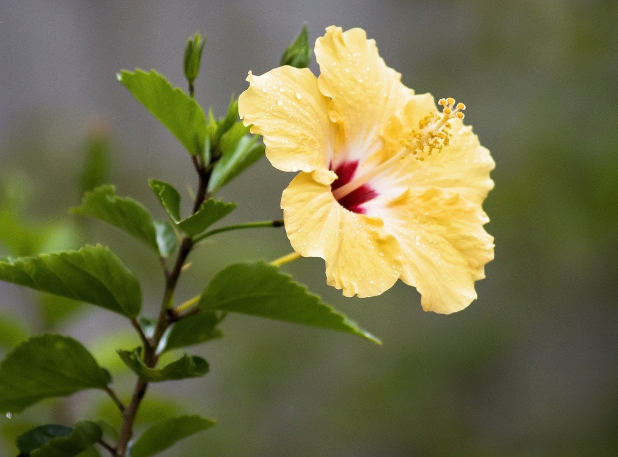 ハイビスカスの花言葉 色別の意味や花名の由来など 怖い意味も Hanasaku