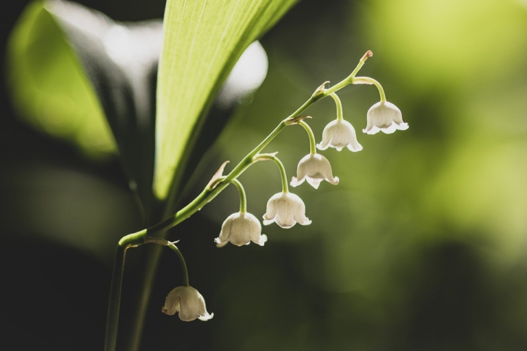 すずらん(鈴蘭)の花言葉|花名の由来や種類、怖い意味や毒はある? | HanaSaku