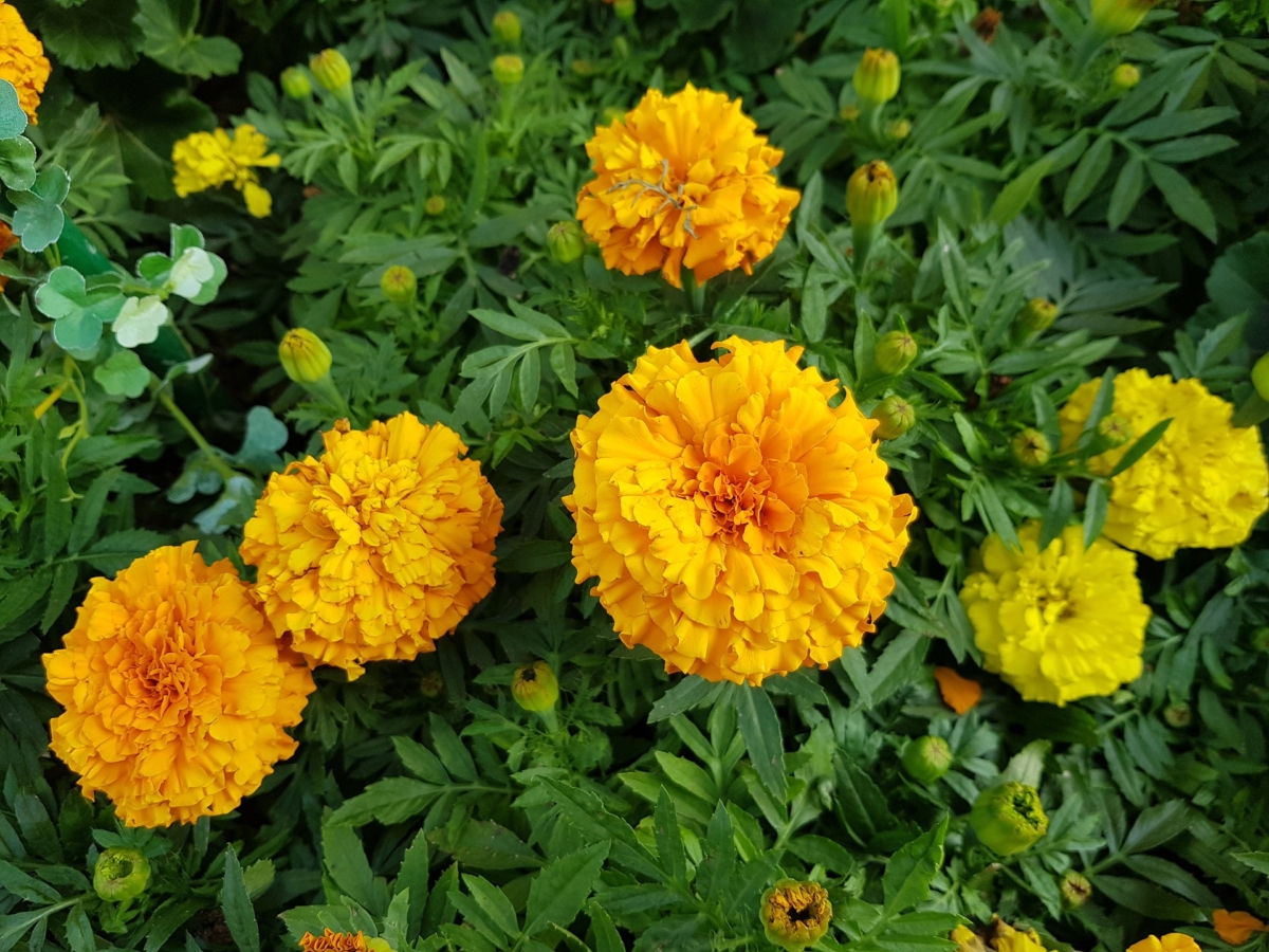 マリーゴールドとは 花の特徴 花言葉 育て方 手入れ方法を紹介 Hanasaku