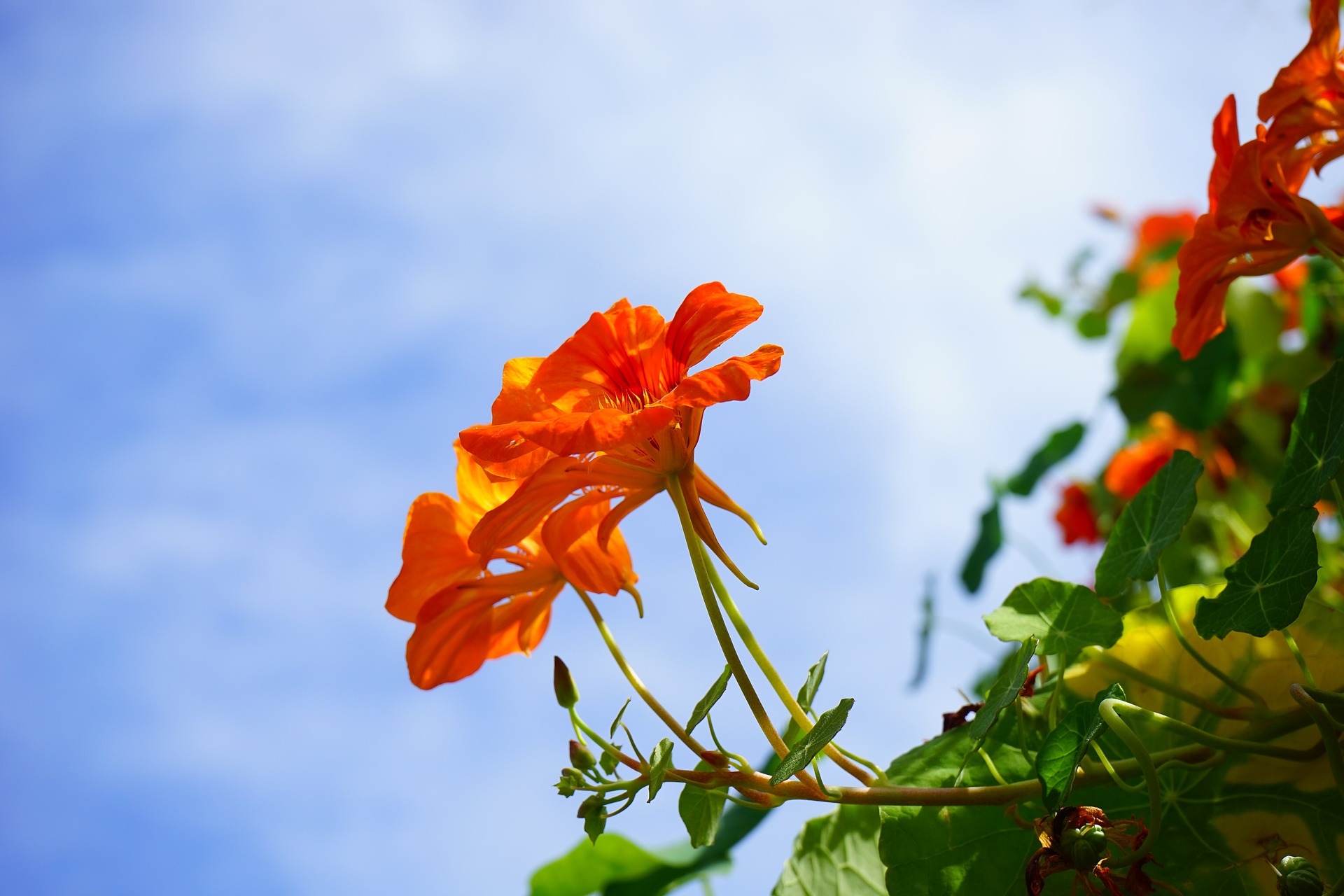 ユーカリの花言葉は 由来や誕生花 効用 風水 育て方も紹介 Hanasaku