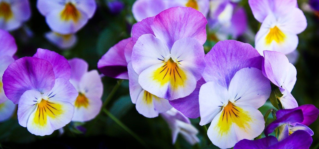 スミレ 菫 の花言葉 種類 色別の意味や由来 怖い意味 英語も Hanasaku