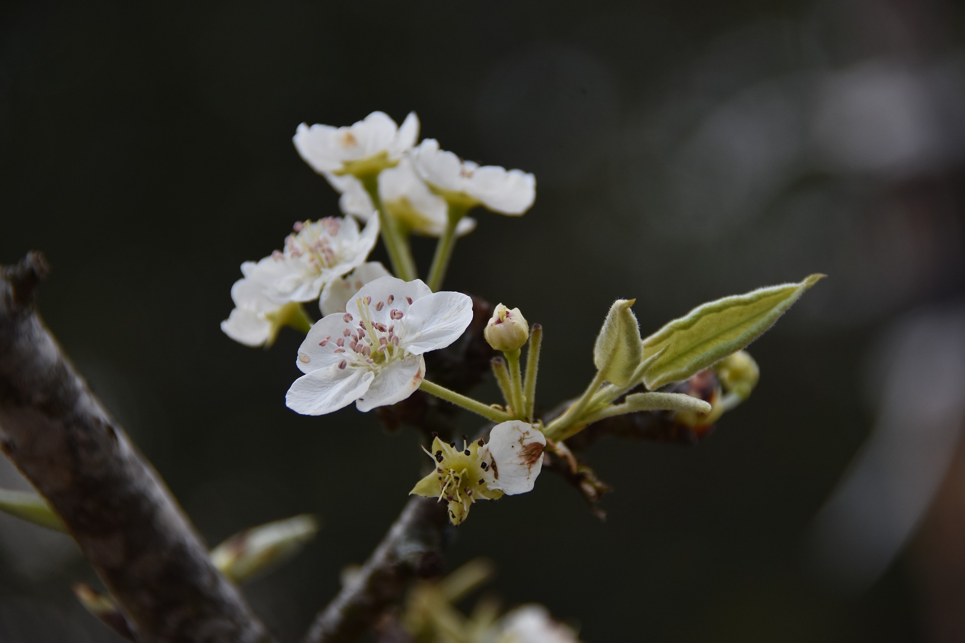 カリン 花梨 の花言葉の意味 由来 花の特徴や種類 誕生花も紹介 Hanasaku