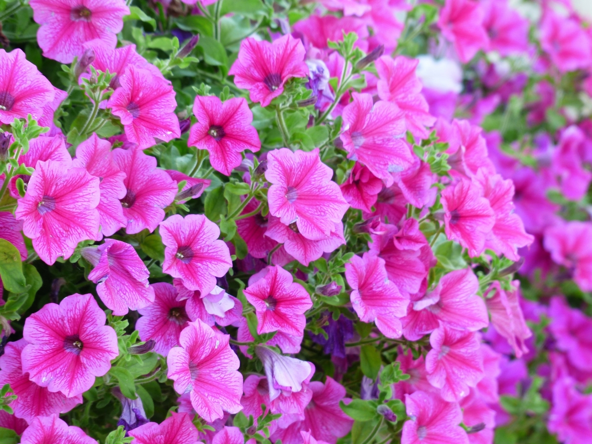 10月に咲く花:ペチュニア