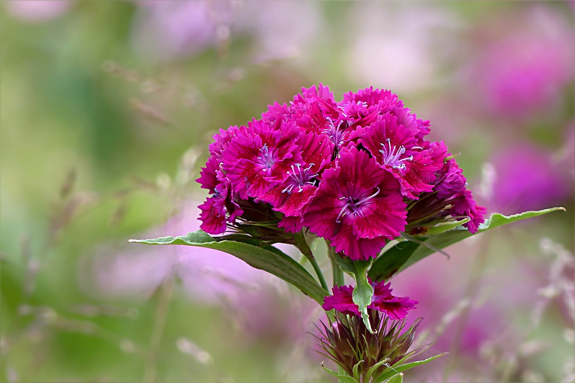 アガベとは 花の特徴 花言葉 育て方 手入れ方法を紹介 Hanasaku