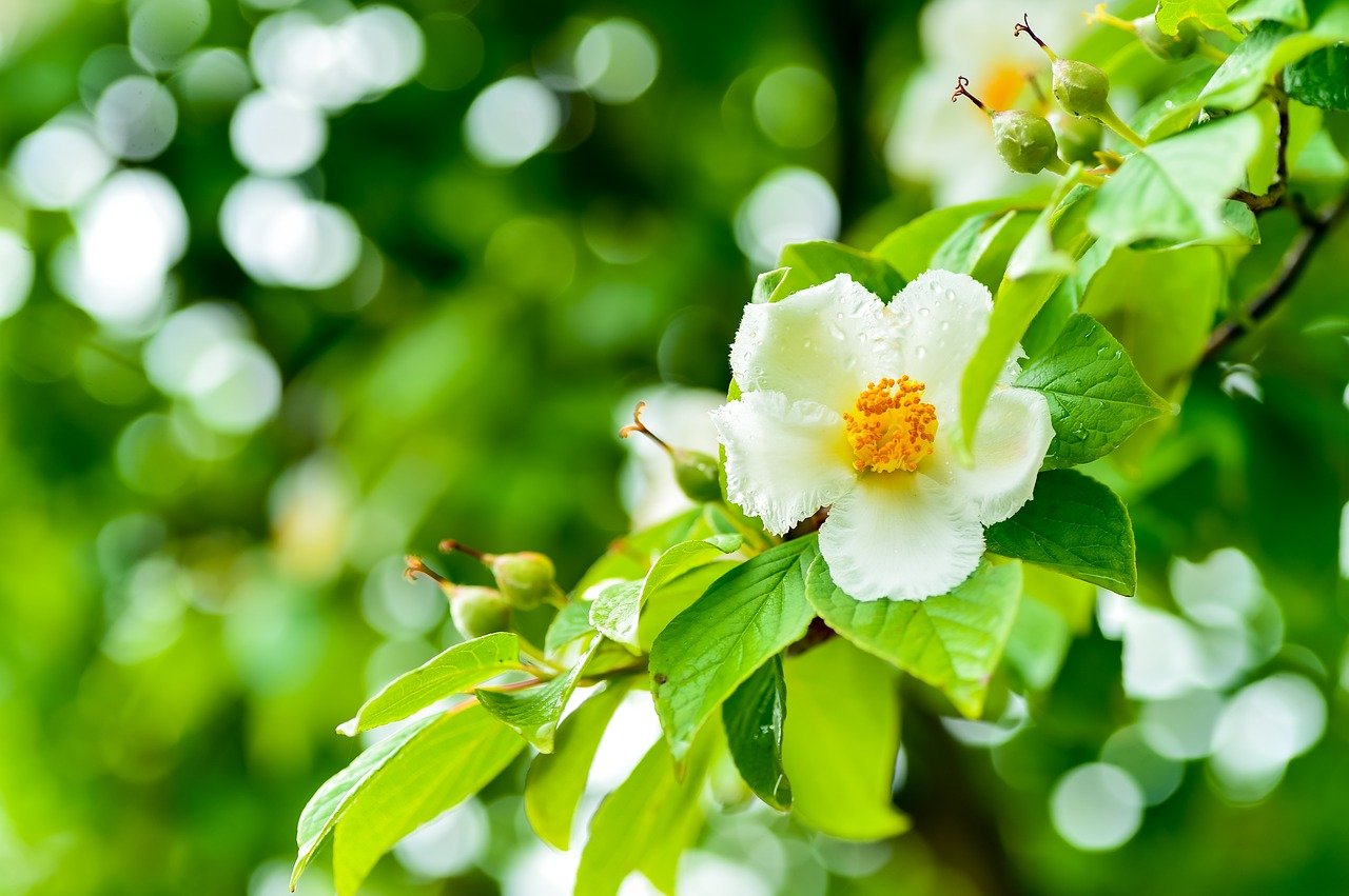 ナツツバキ 夏椿 の花言葉 花名の由来や別名は 沙羅双樹とは違う花 Hanasaku