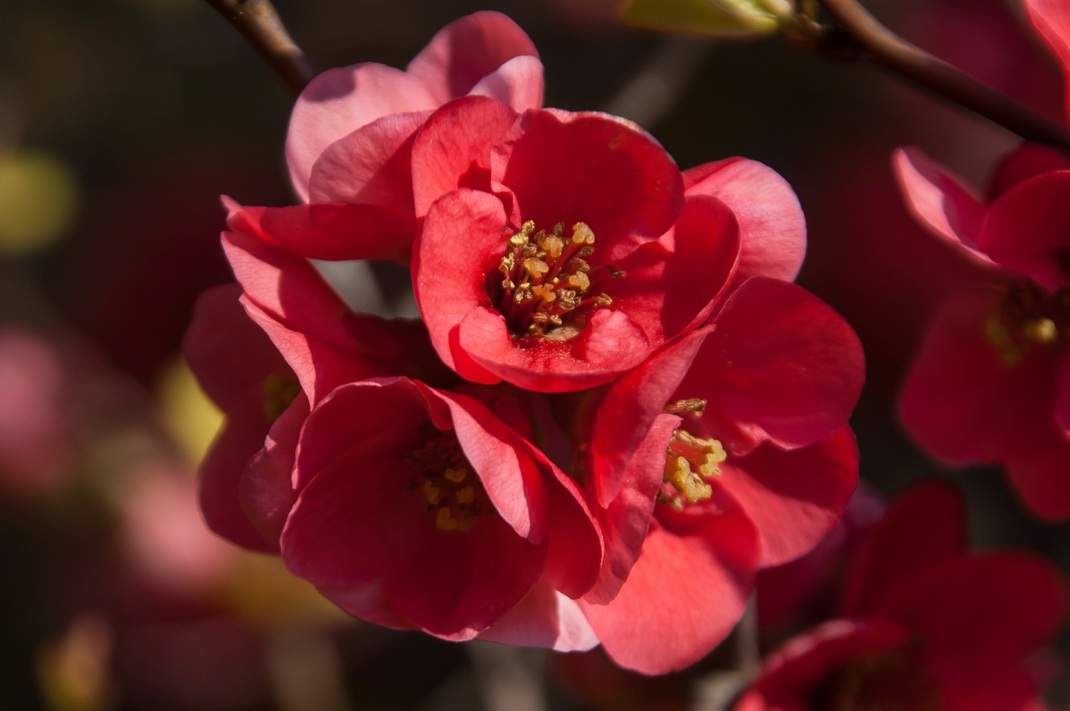 カリン(花梨)の花言葉の意味・由来|花の特徴や種類・誕生花も紹介 | HanaSaku