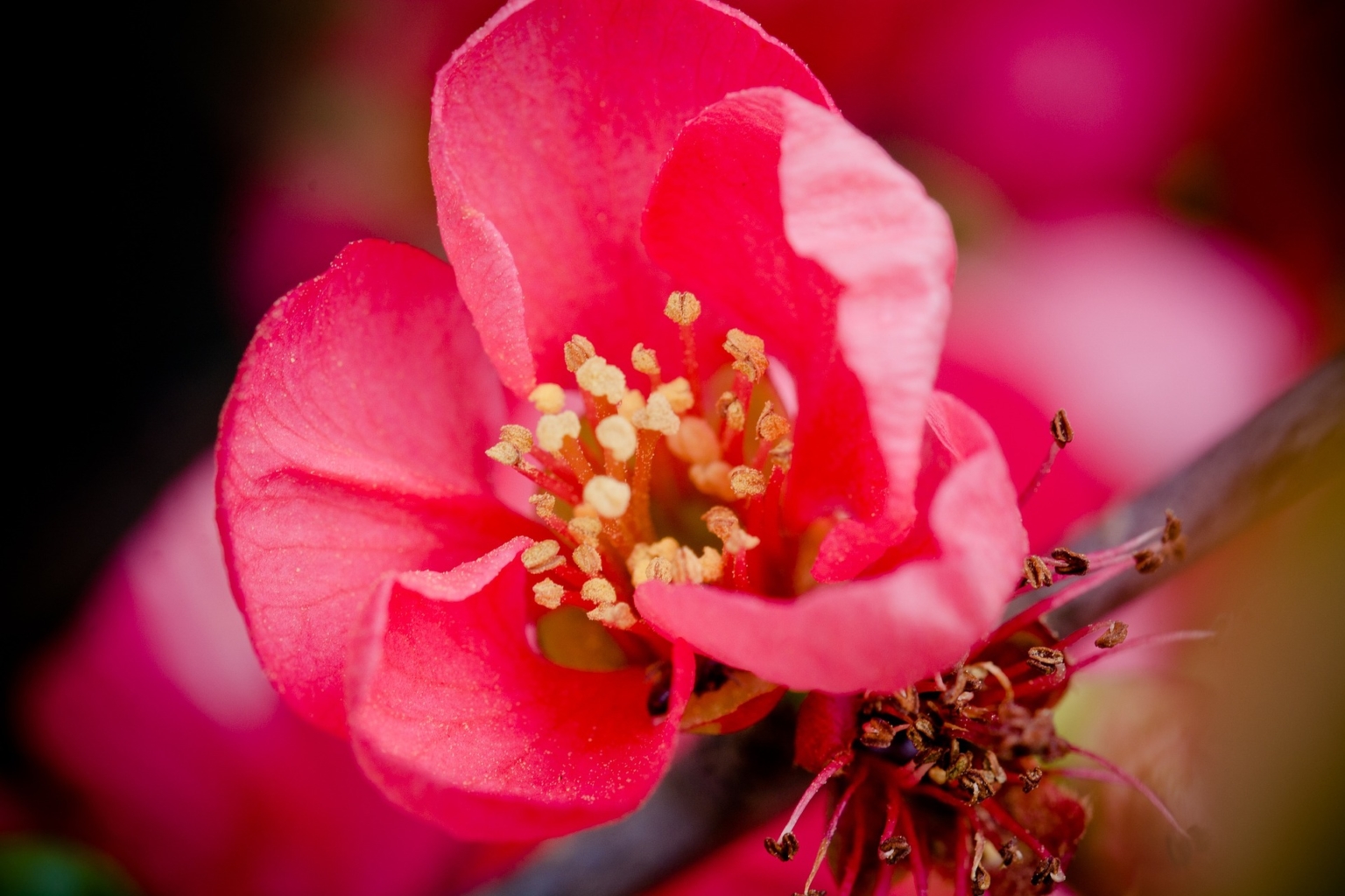 カリン(花梨)の花言葉の意味・由来|花の特徴や種類・誕生花も紹介 | HanaSaku