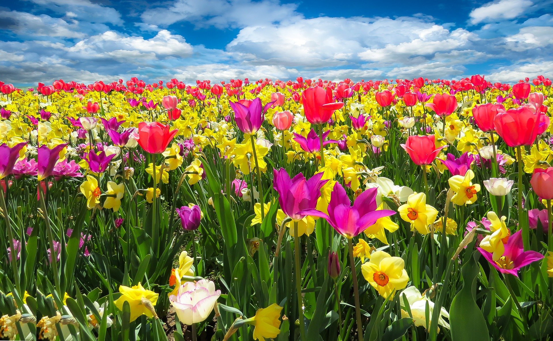 3月に咲く花12選 ガーデニングで人気の品種の特徴や花言葉も紹介 Hanasaku