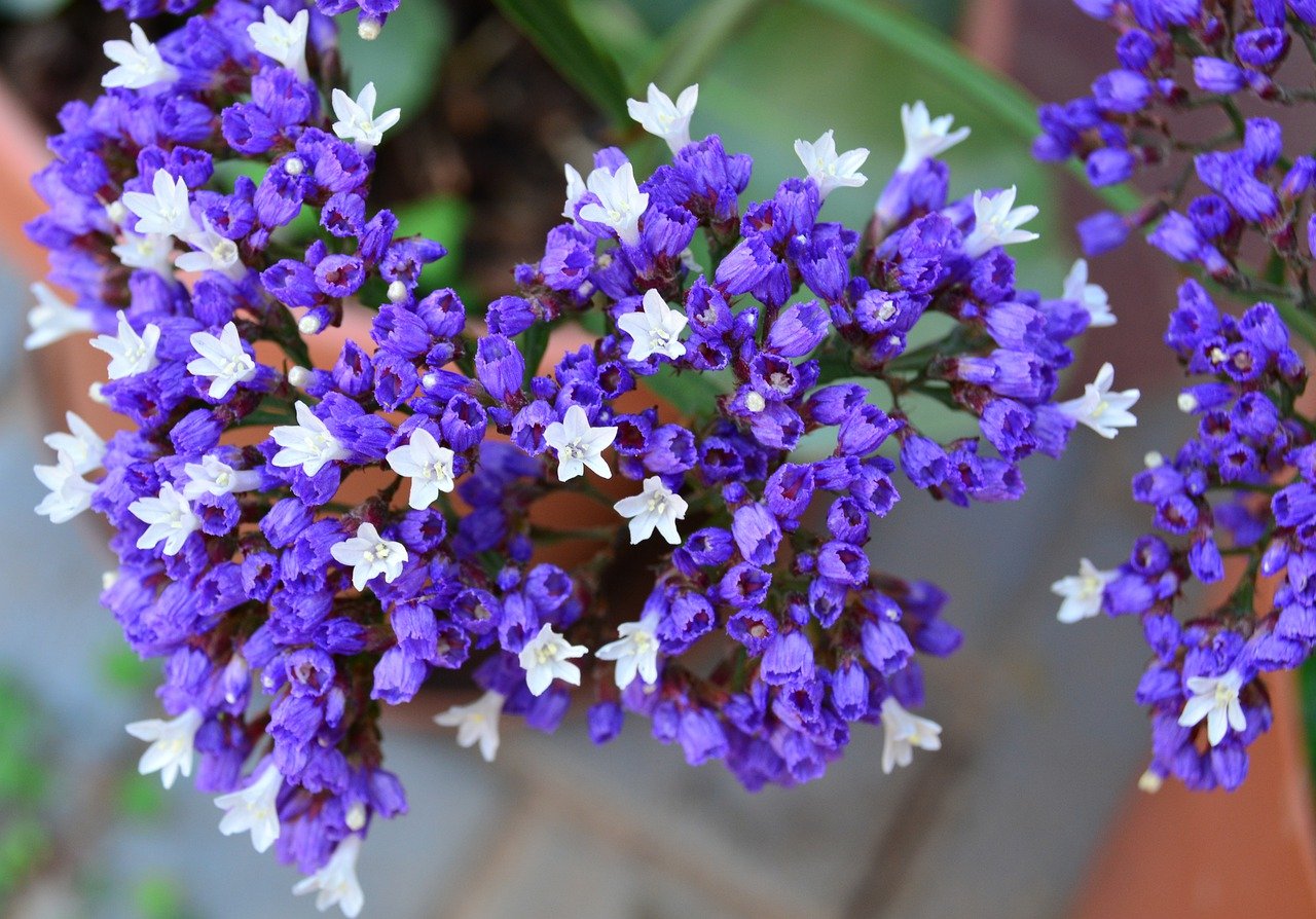 スターチスの花言葉 色別の意味や花名の由来 種類 品種は Hanasaku
