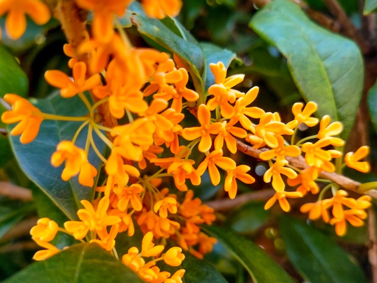 キンモクセイの剪定方法｜剪定時期・失敗しないコツや注意点は？