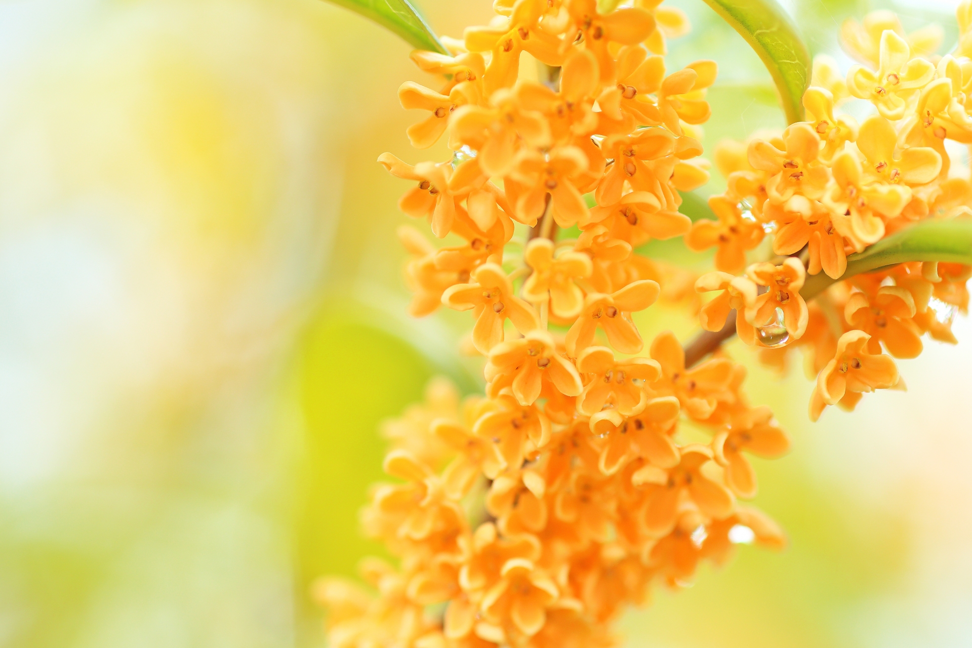 キンモクセイとは 花の特徴 花言葉 育て方 手入れ方法を紹介 Hanasaku