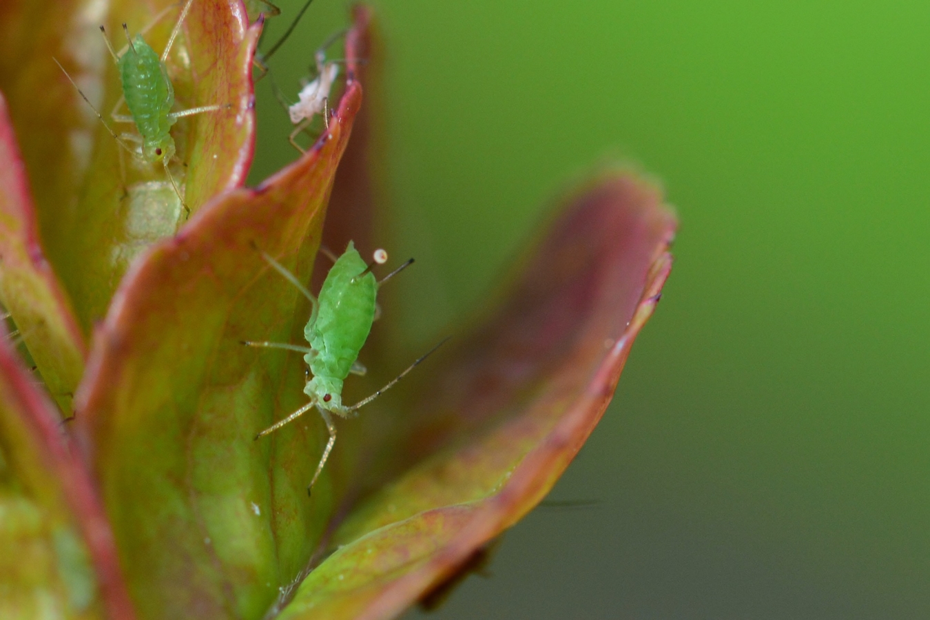 ラナンキュラスを育てる時に気をつける害虫や病気