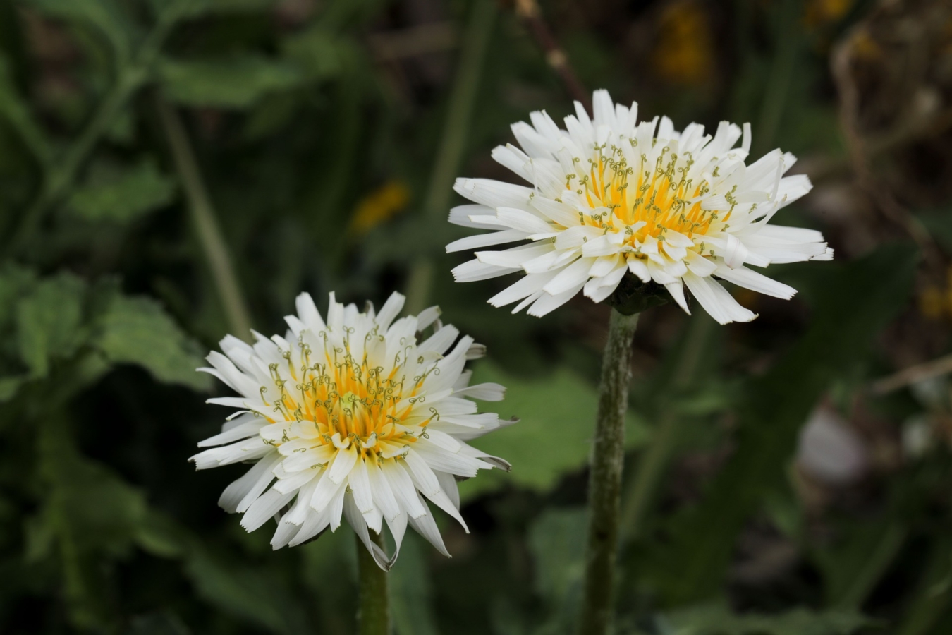 タンポポの花言葉 由来 綿毛の花言葉や花の特徴 怖い意味もある Hanasaku