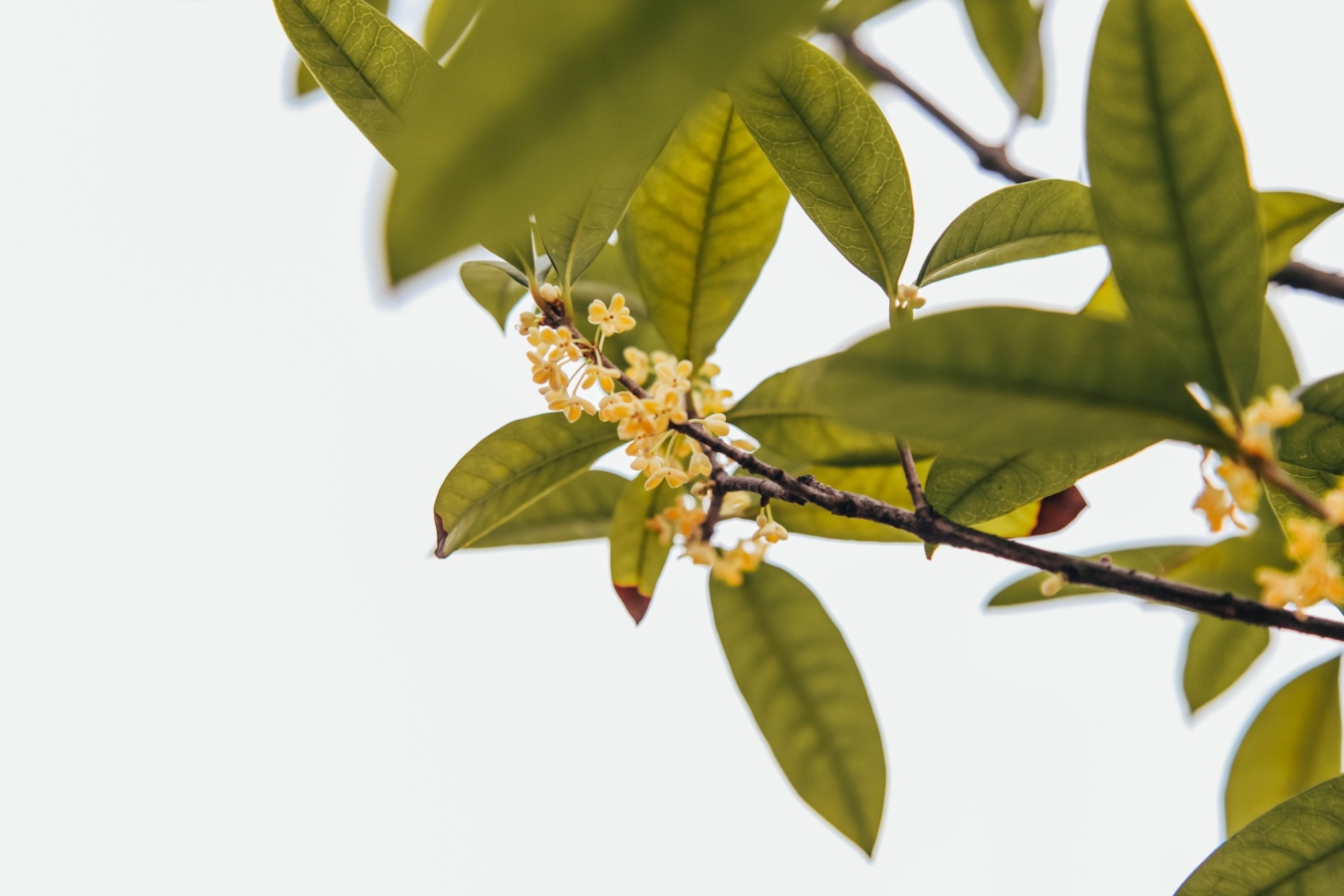 キンモクセイとは 花の特徴 花言葉 育て方 手入れ方法を紹介 Hanasaku