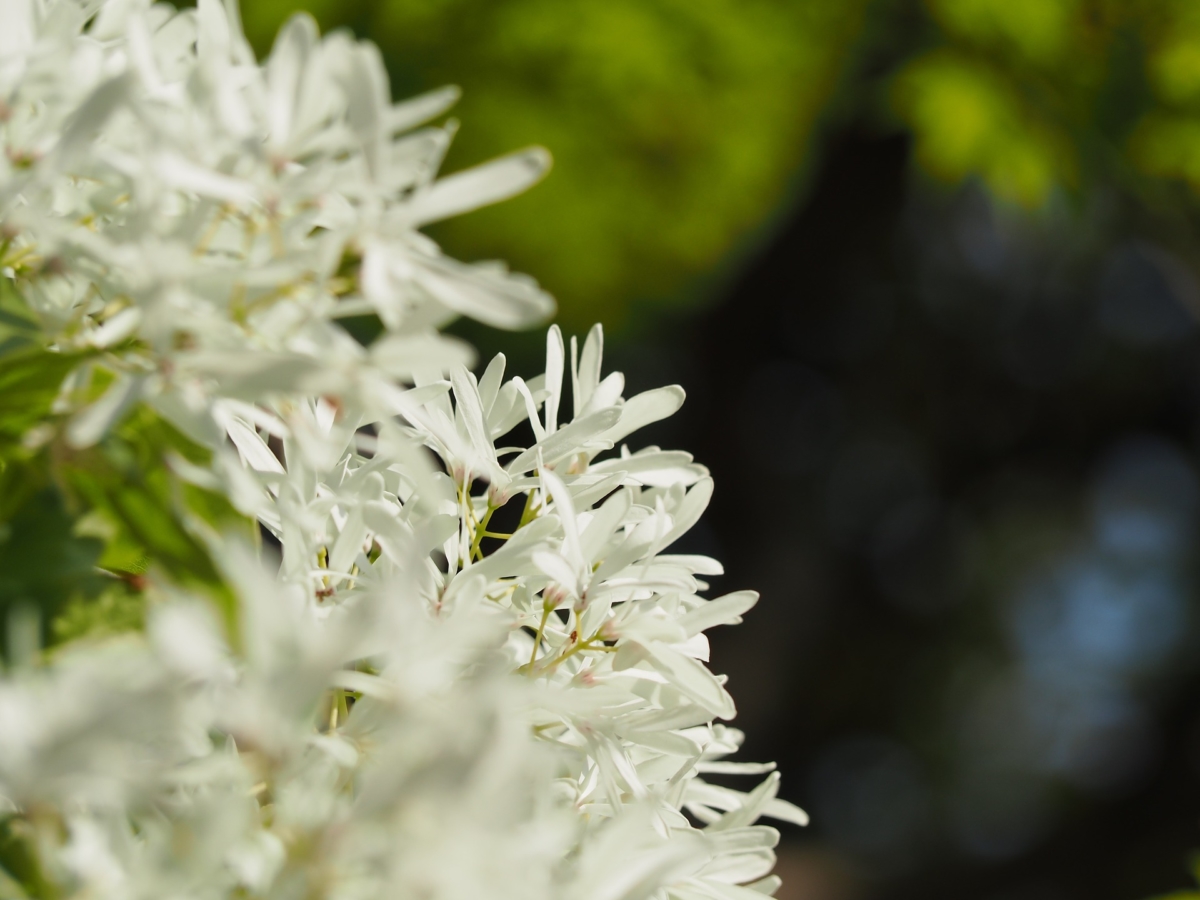 キンモクセイとは 花の特徴 花言葉 育て方 手入れ方法を紹介 Hanasaku