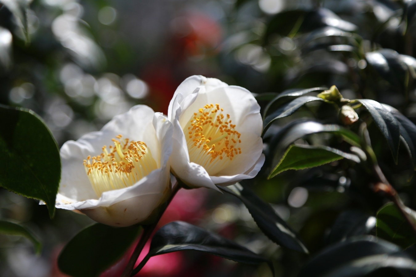 椿 ツバキ の花言葉と由来 色 品種別 英語の花言葉 怖い意味は Hanasaku