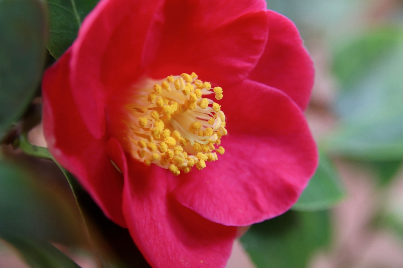 椿 ツバキ の花言葉と由来 色 品種別 英語の花言葉 怖い意味は Hanasaku