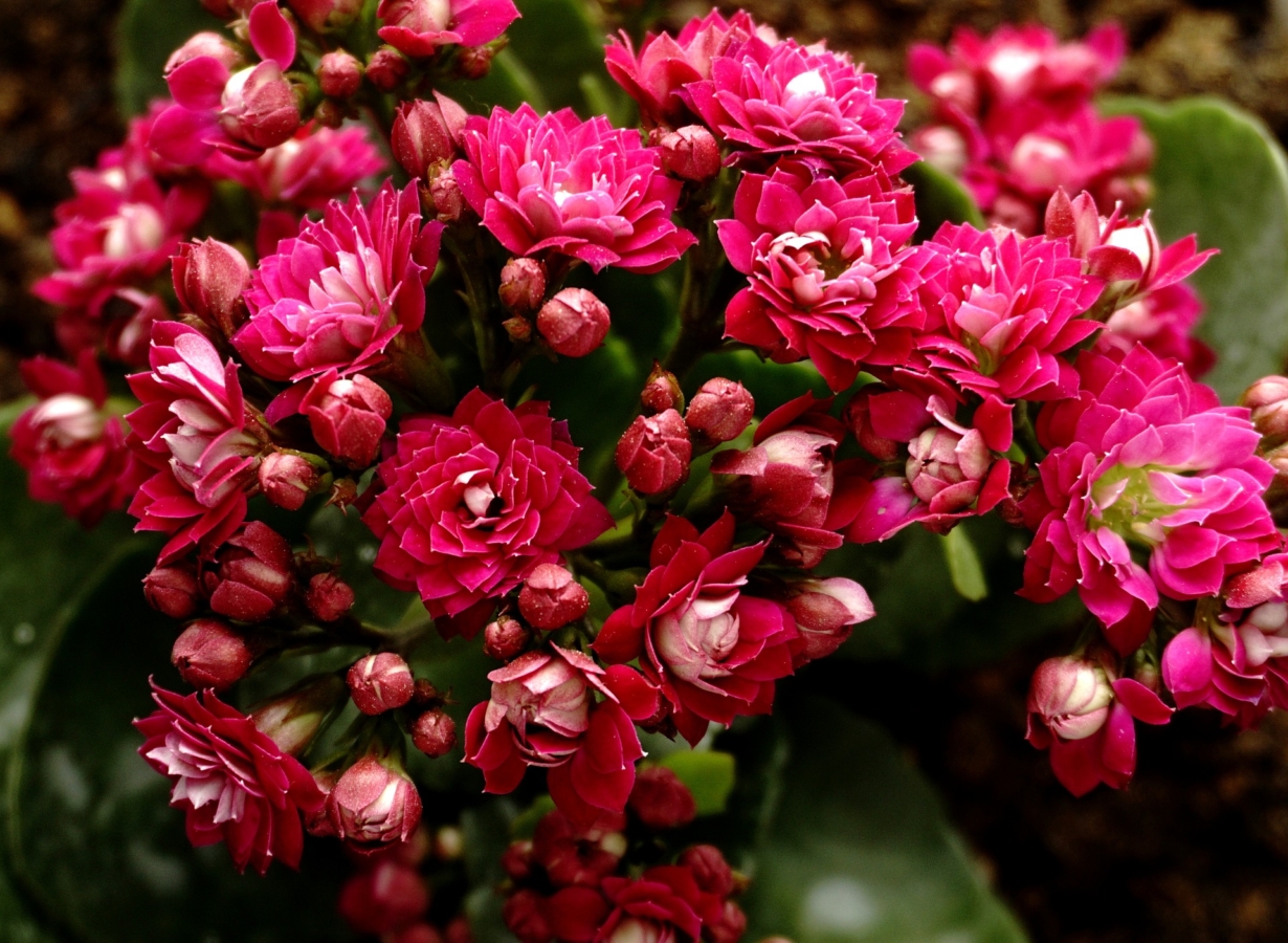 カランコエの花言葉と由来 品種 色別 英語の花言葉 怖い意味は Hanasaku