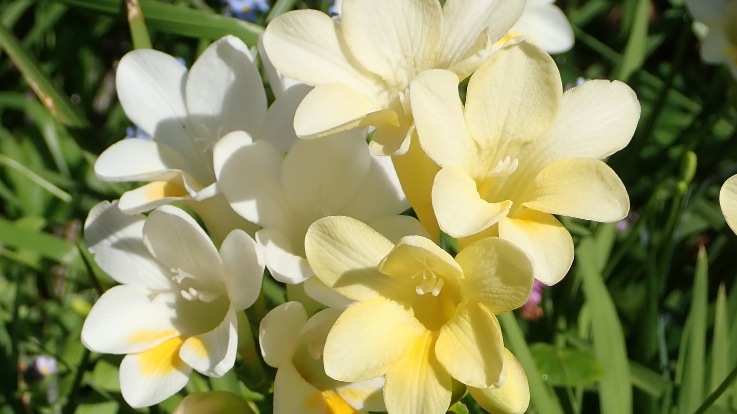 フリージアの花言葉と由来 品種 色別 英語の花言葉 怖い意味は Hanasaku