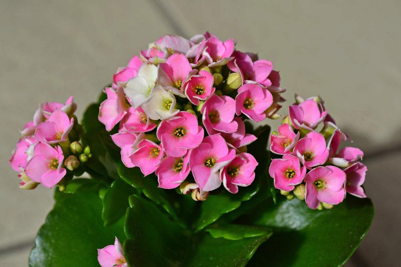 カランコエの花言葉と由来 品種 色別 英語の花言葉 怖い意味は Hanasaku