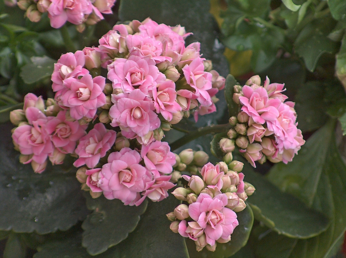 カランコエとは 花の特徴 花言葉 育て方 手入れ方法を紹介 Hanasaku