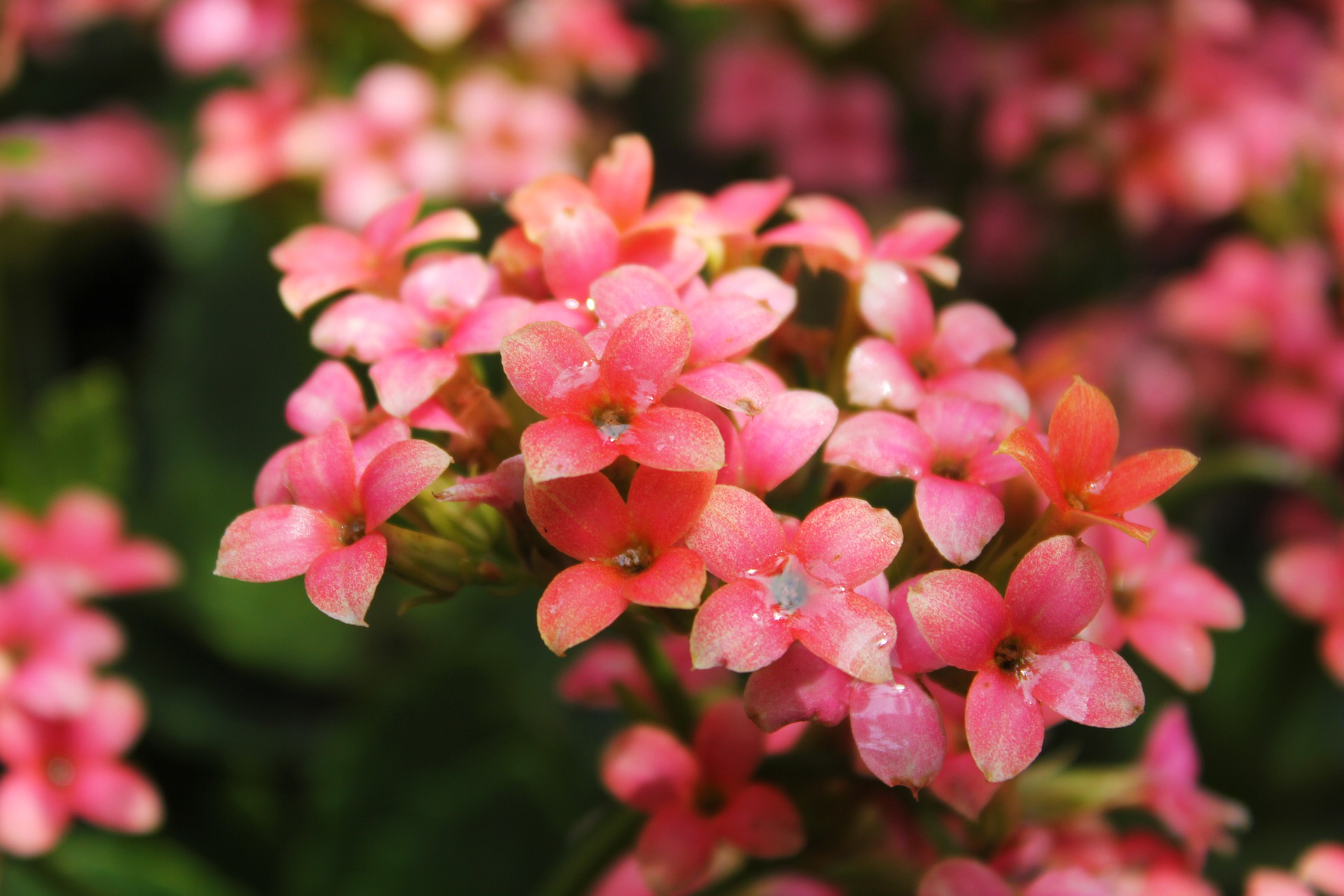 ブーゲンビリアの花言葉 色別 英語の意味や見頃の季節は Hanasaku